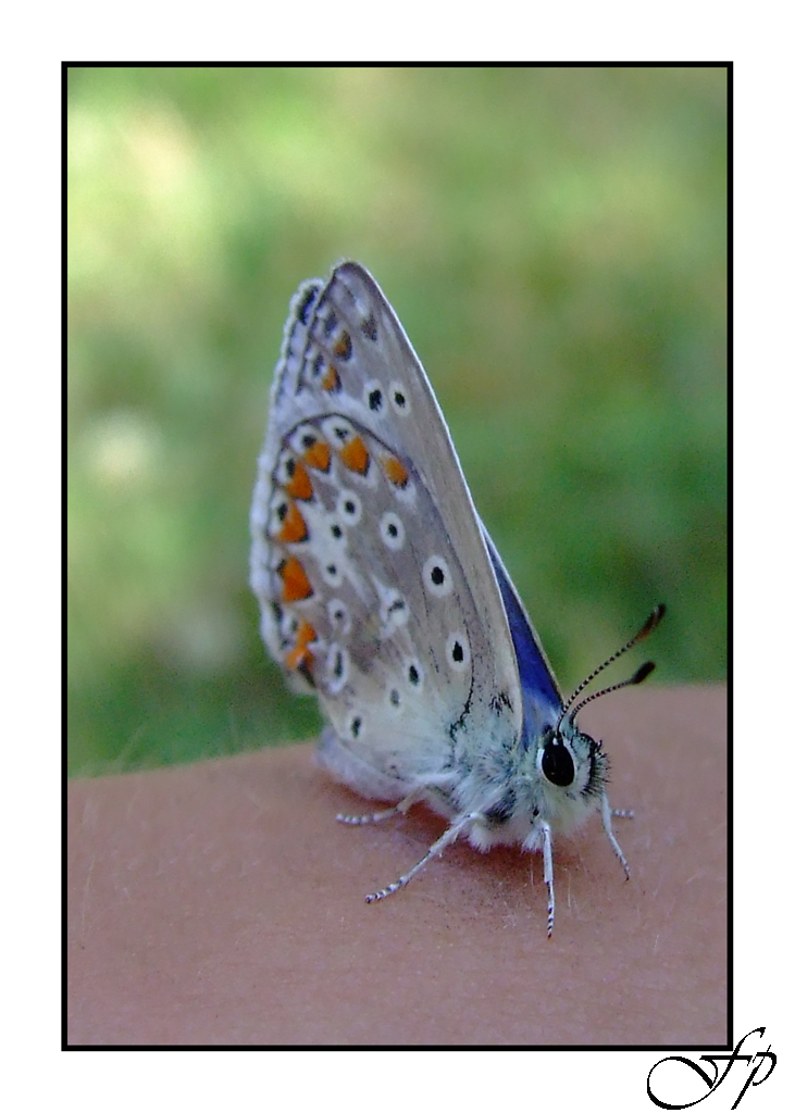 Tu che m'hai preso il cuor