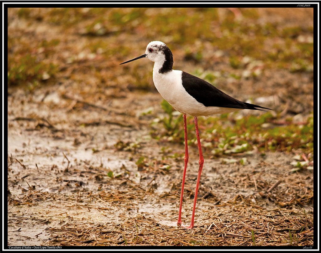 Cavaliere d'Italia # 1