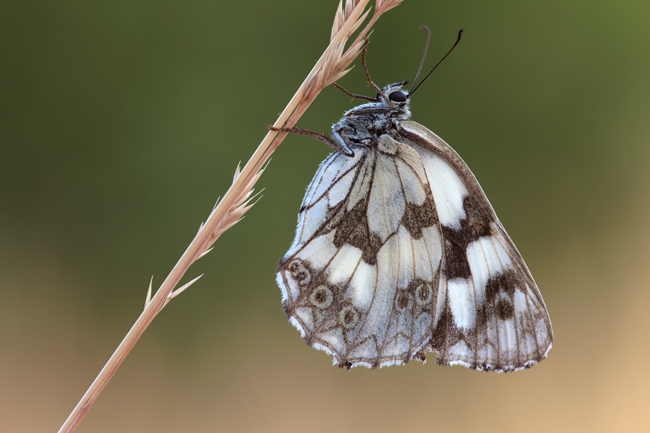 Melanargia galathea