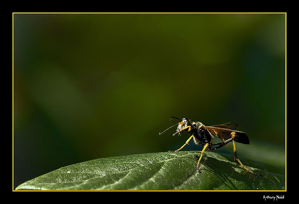 in mancanza di altro...
