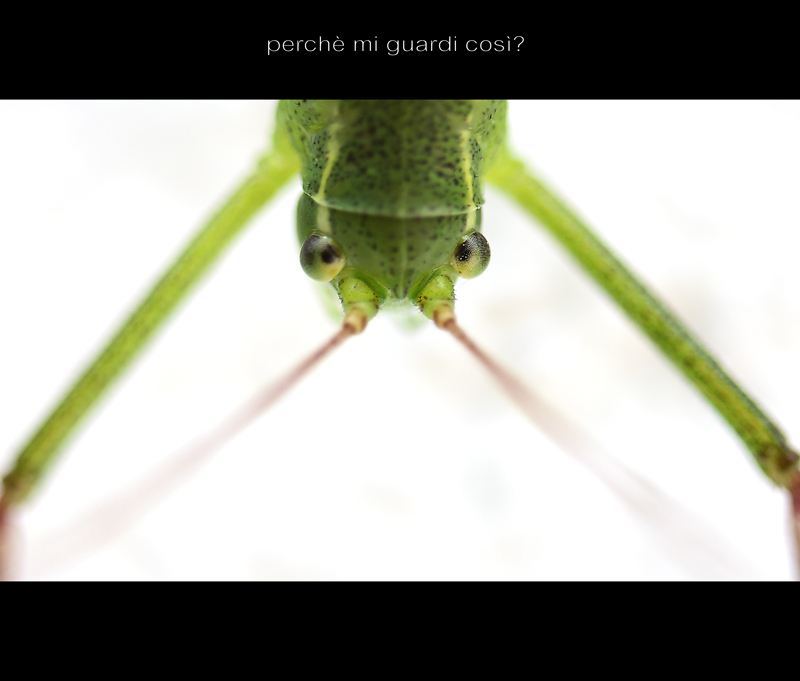 perch� mi guardi cos�?