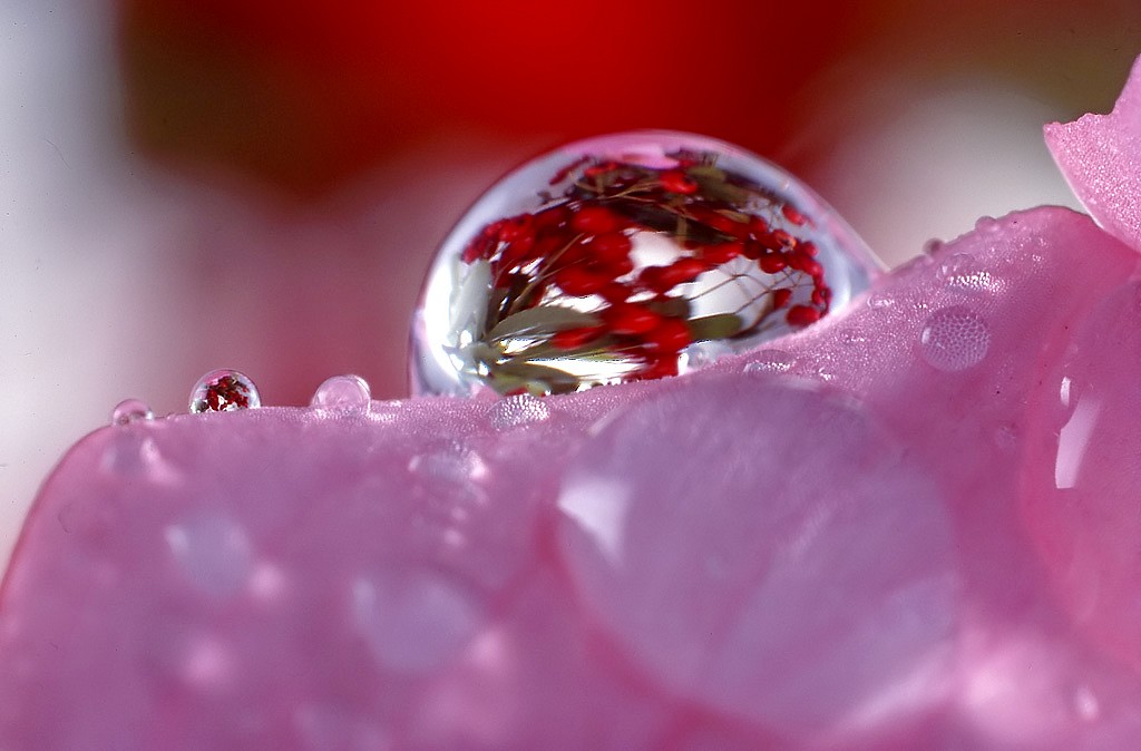 Goccia su petalo di rosa