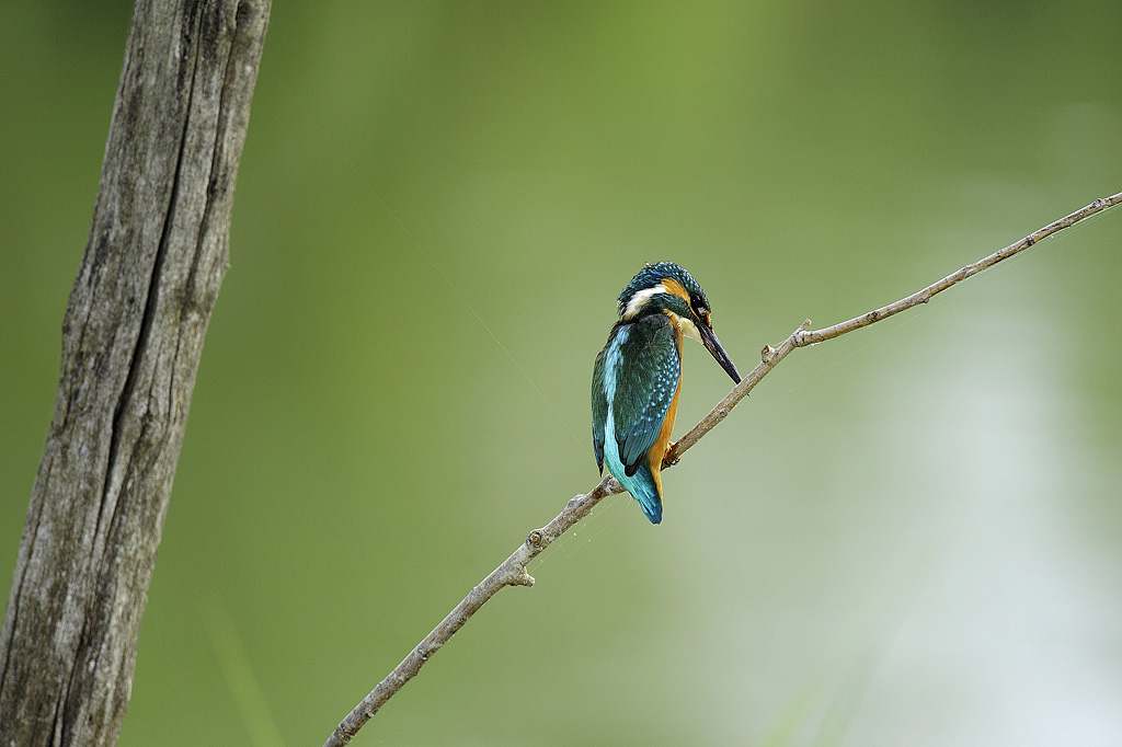 Kingfisher
