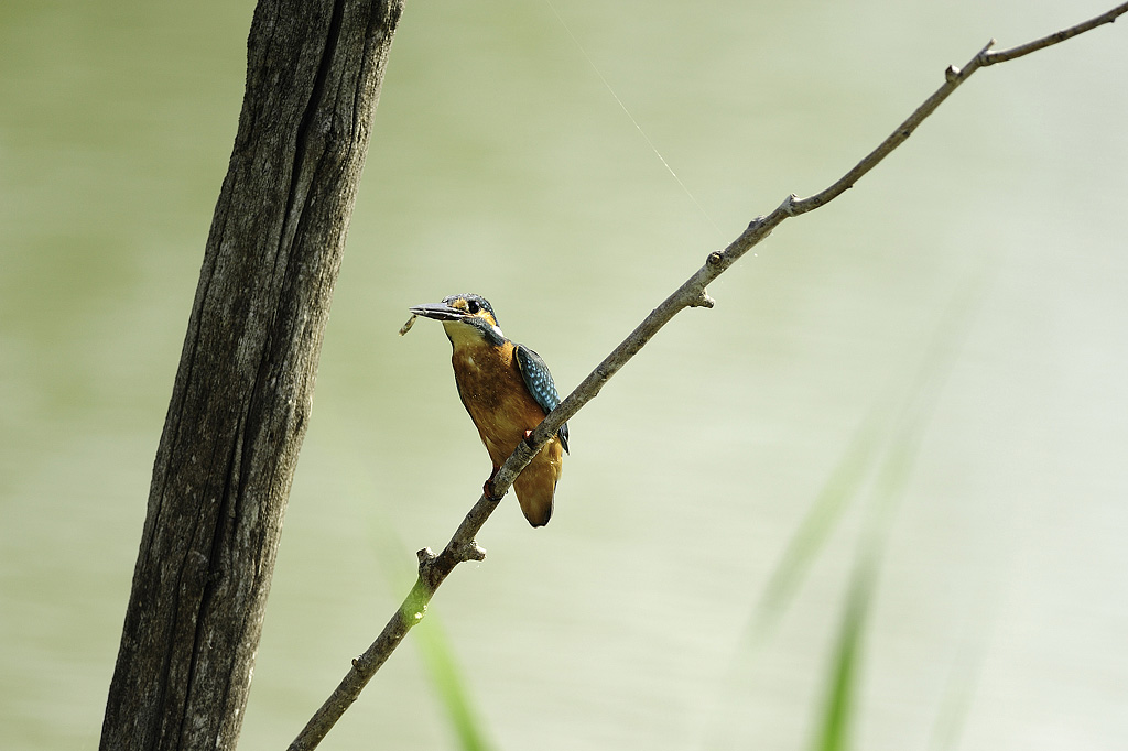 Kingfisher 2