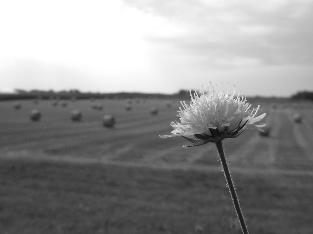 Solitario