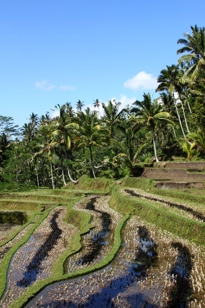 Rice Field