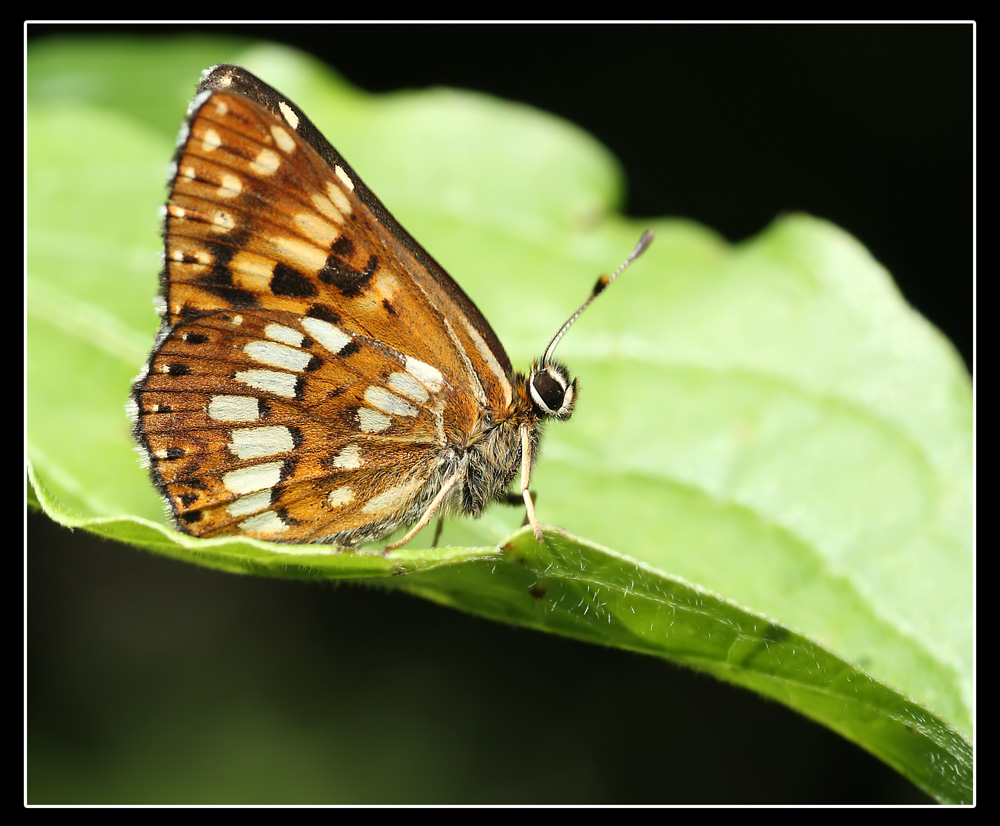 Cosa ci sar� sotto la foglia?
