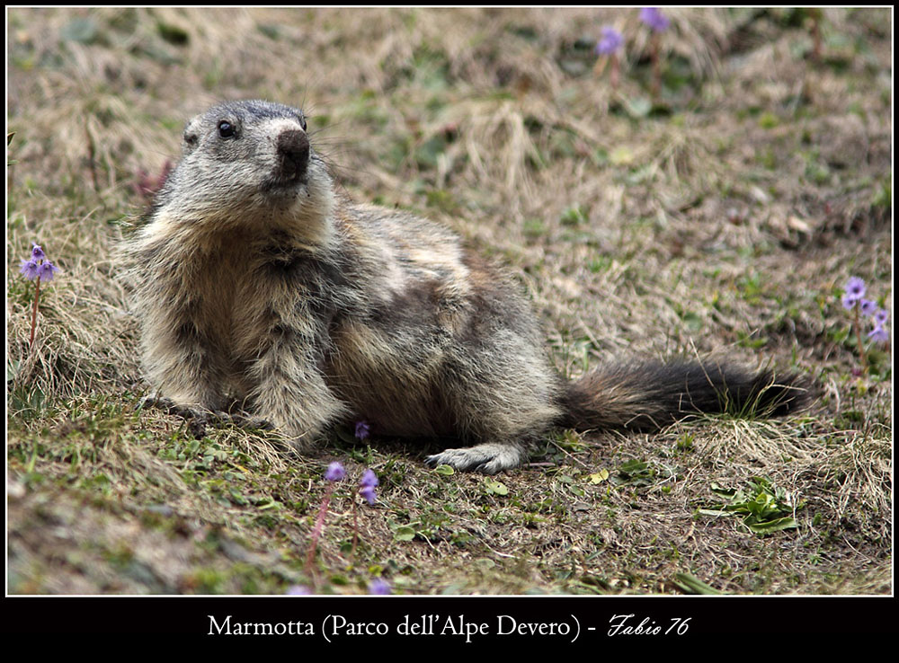 Marmotta