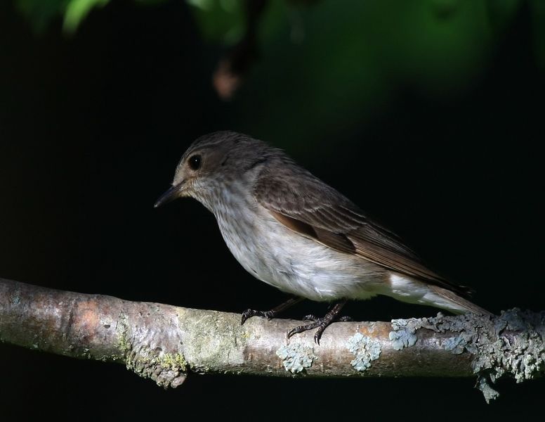 pigliamosche all'ombra..