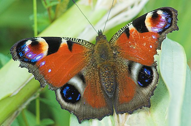 Vanessa dei Monti Sibillini