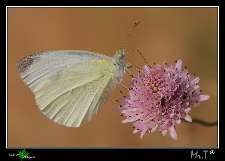 Pieris mannii