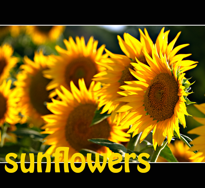 sunflowers