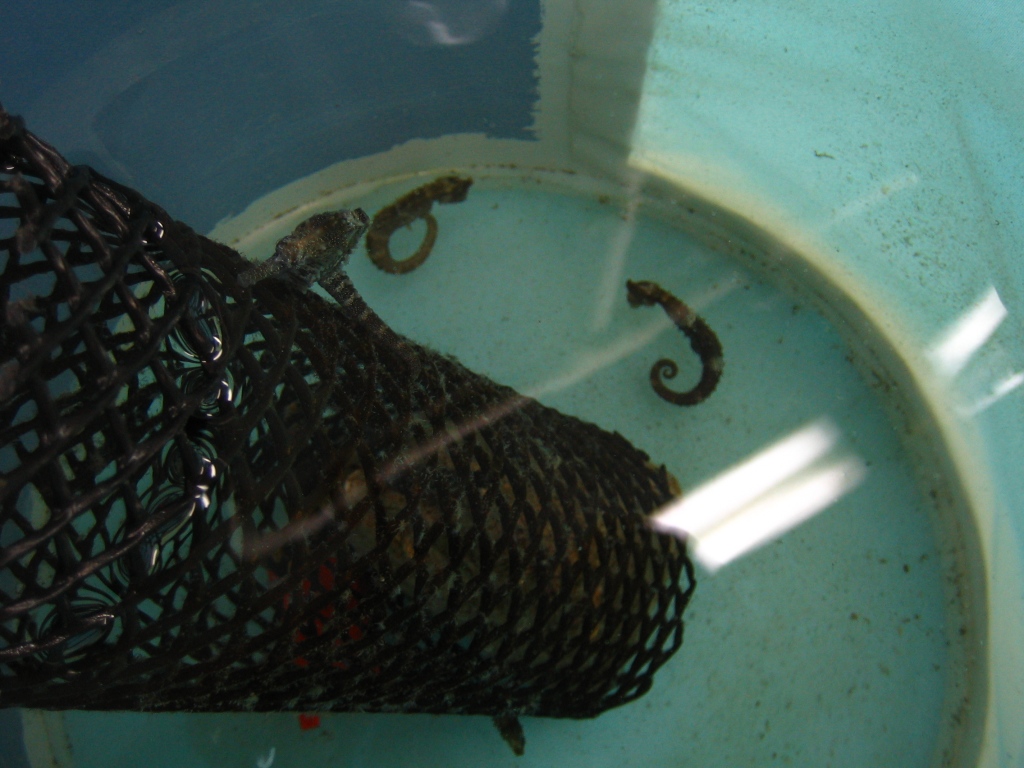 H. erectus - i "genitori" dei miei piccoli