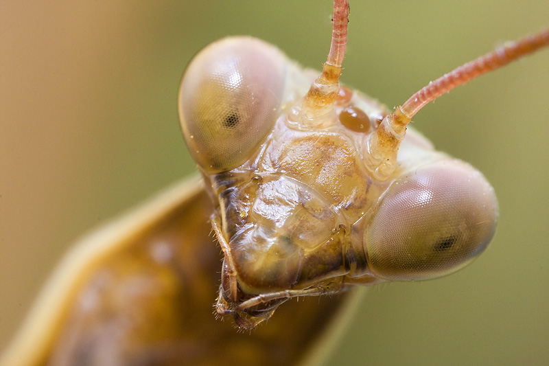 Mantis Portrait