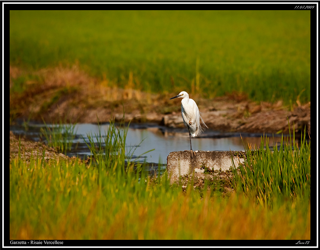 Garzetta # 4