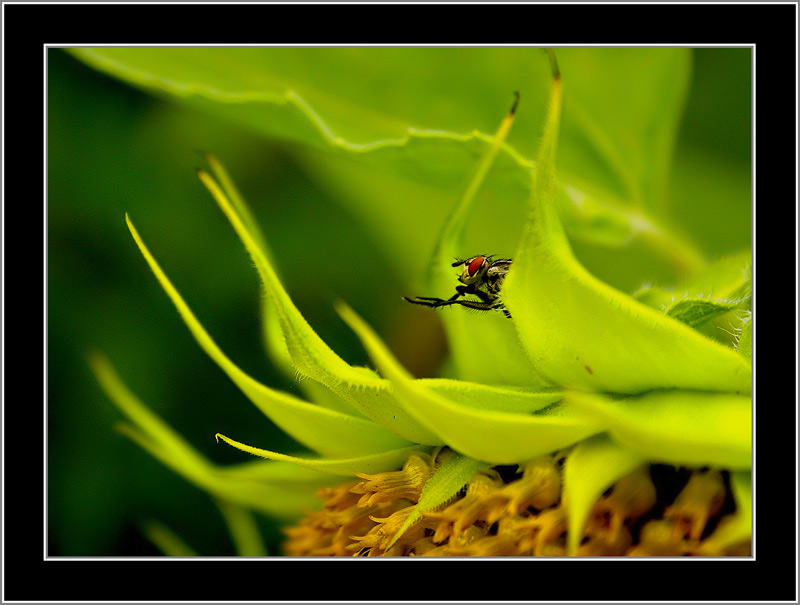 adesso vi frego tutti!!!...