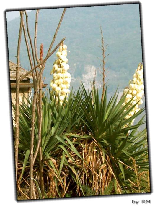 Fioriture autunnali in Val d'Ossola