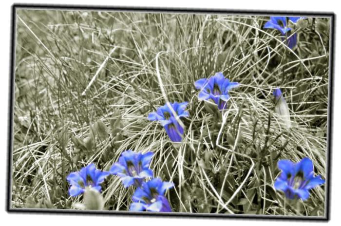 Alpe Pogallo - Genziane