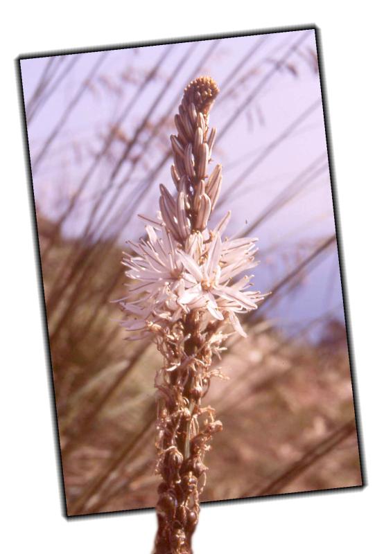 fioritura alle 5 terre