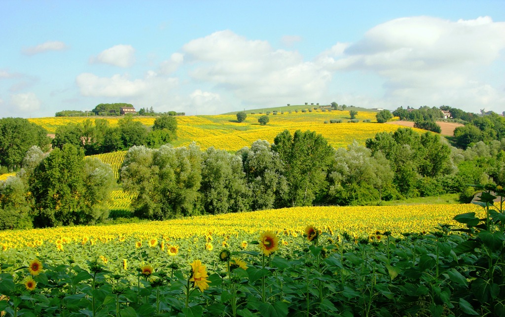 Girasoli ad Assisi 2
