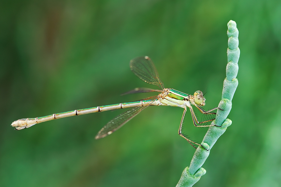 lestes viridis