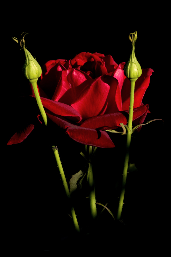 una rosa nelle tenebre