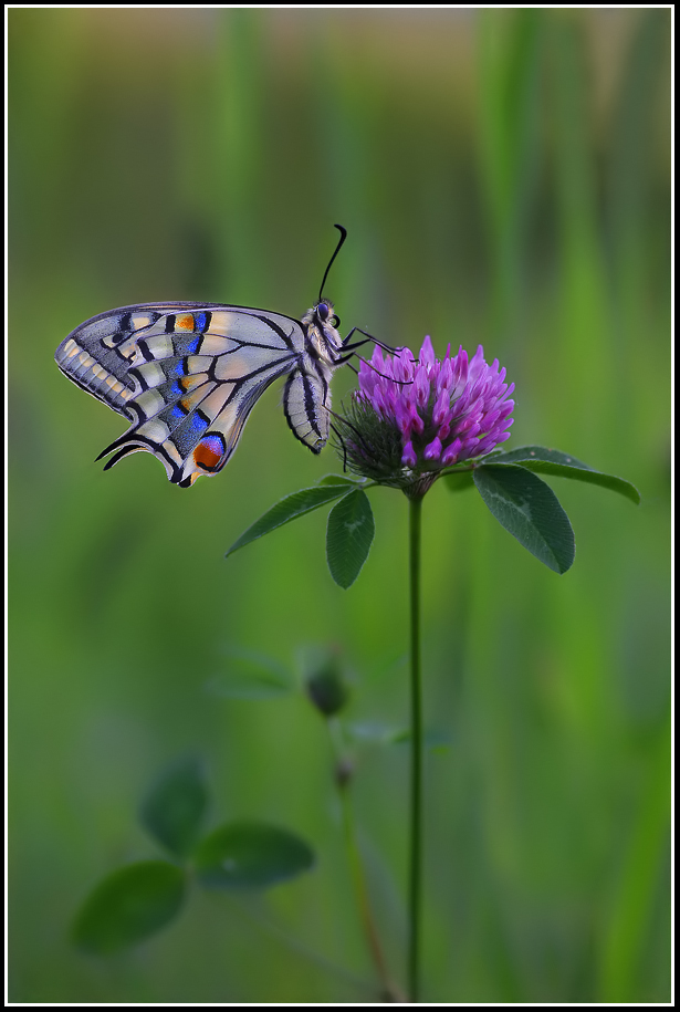 Un papilio...