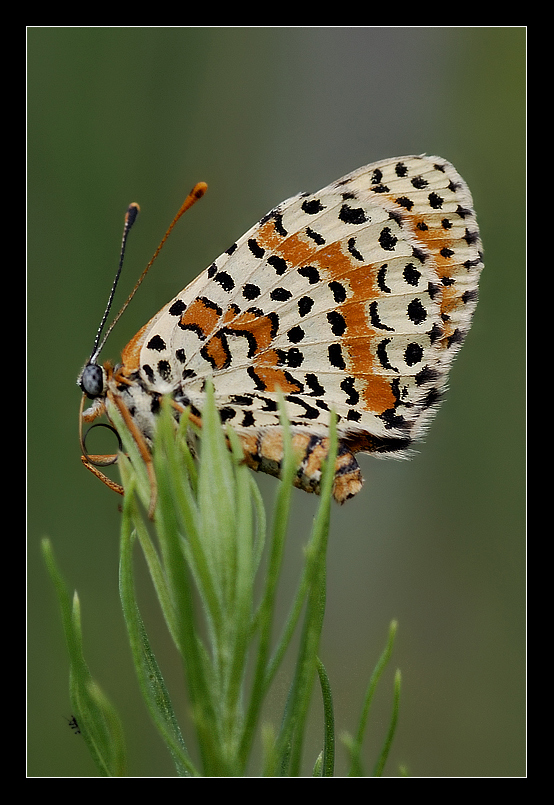 Lingue d'erba e non di fuoco