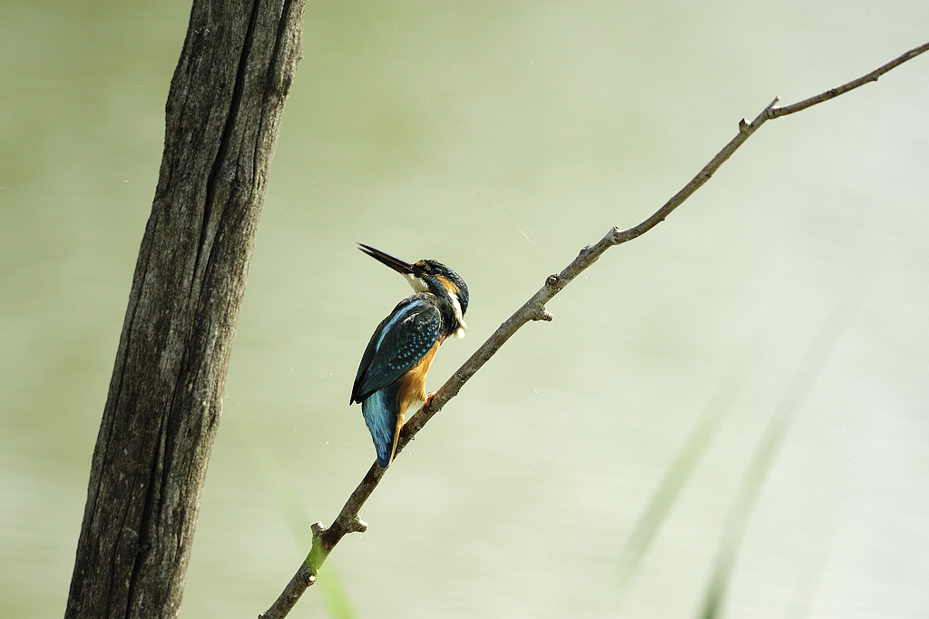 Kingfisher