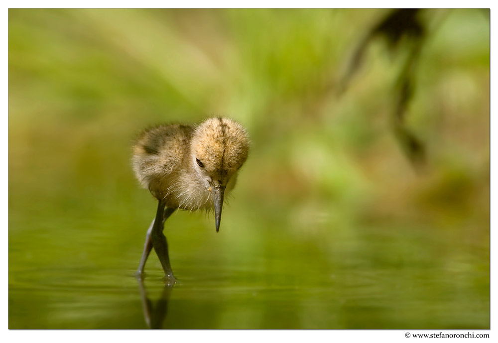 Pulcino di cavaliere d'Italia
