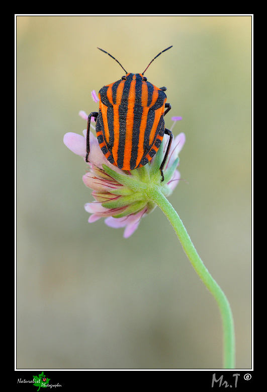Graphosoma italicum