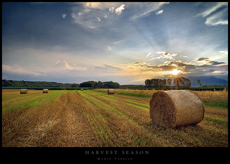 Harvest Season