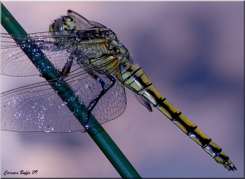 Tanto non mi vedi  ^__^