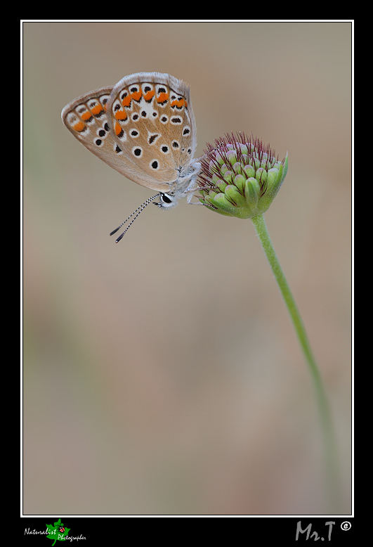 Delicatezza mattutina