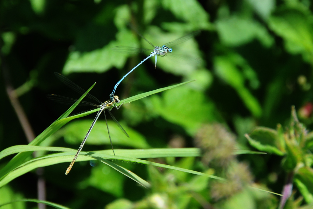 accoppiamento in volo...