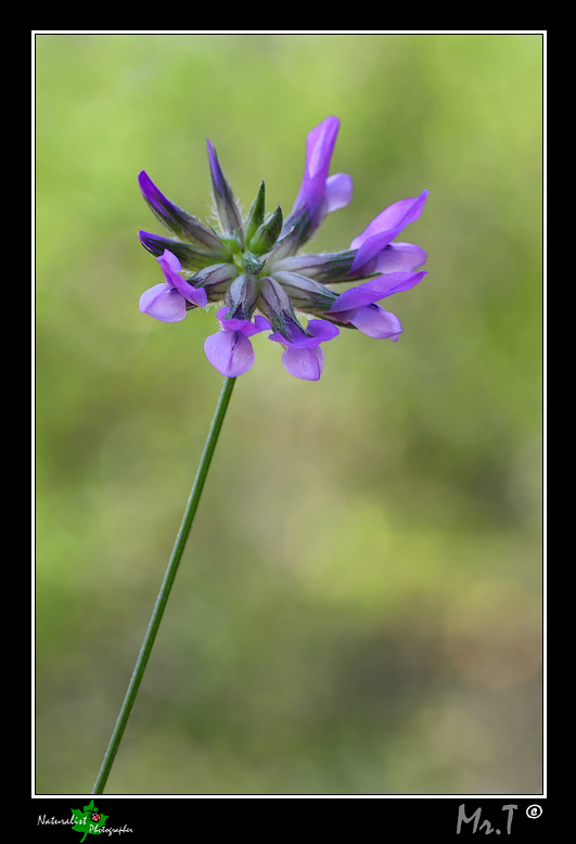 Bituminaria bituminosa