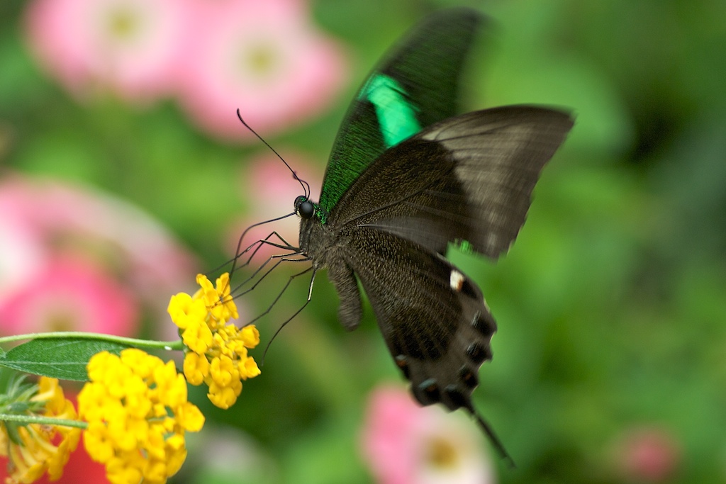 Laborioso nutrimento