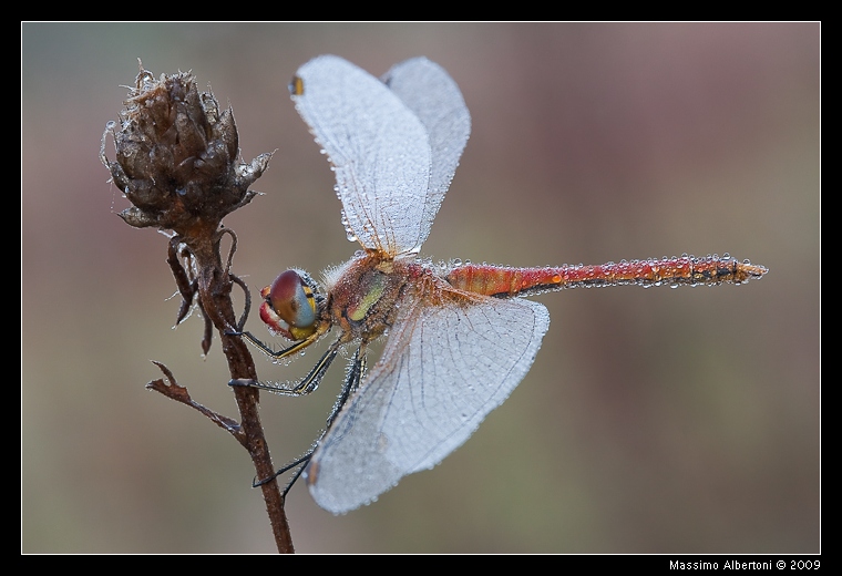 Sympetrum fonscolombii (maschio)