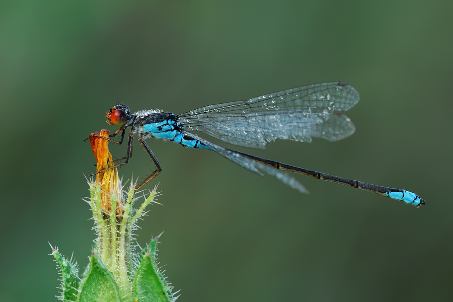 damigella testarossa