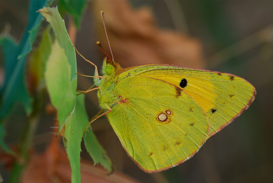 Colias crocea