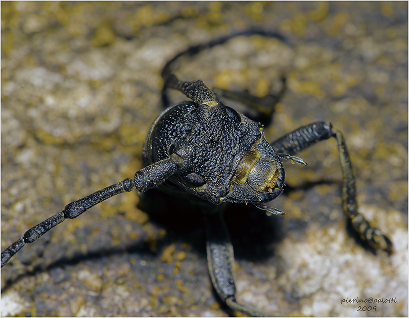 sono rimasto intrappolato