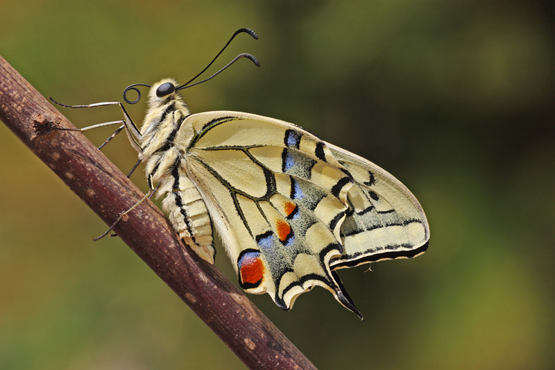 Papilio machaon Papilio machaon