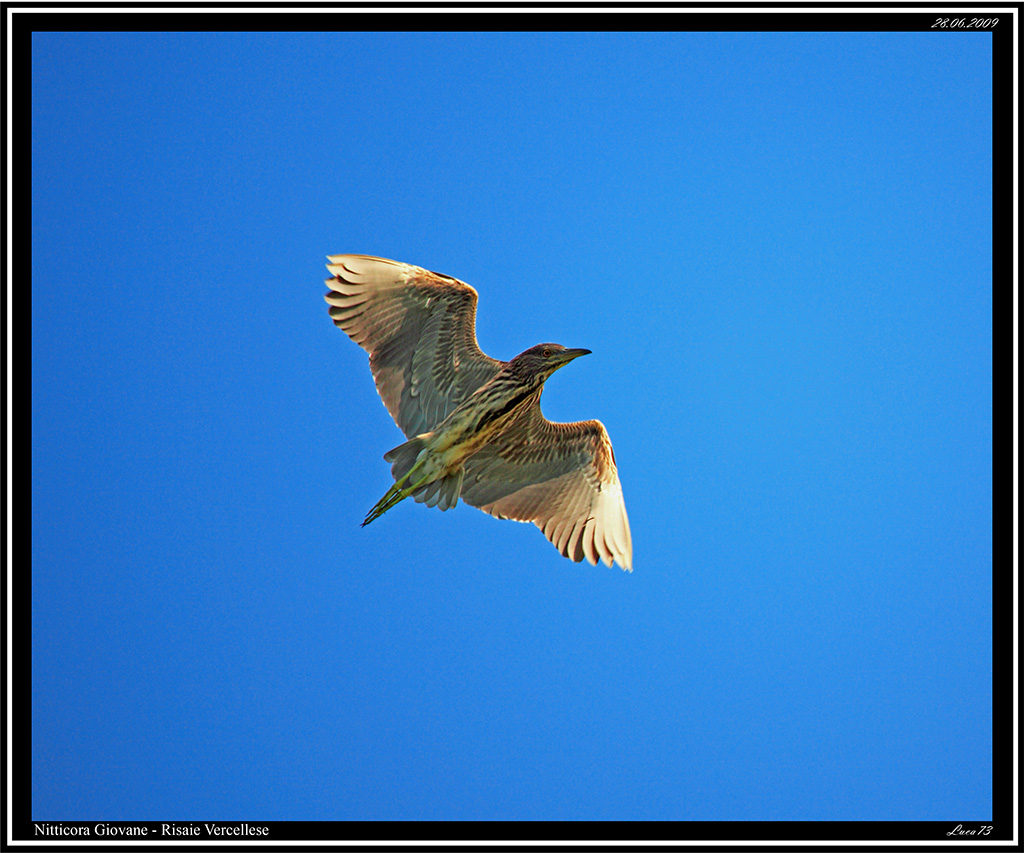 Nitticora # 1 - giovane in volo