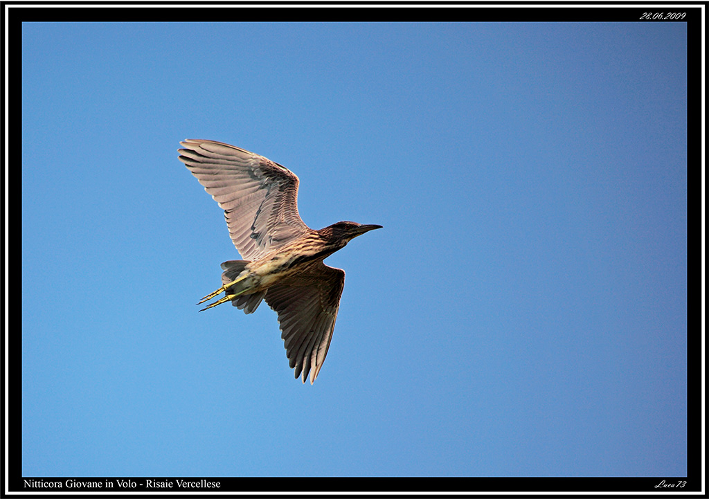 Nitticora # 2 - giovane in volo
