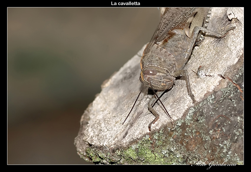 La cavalletta