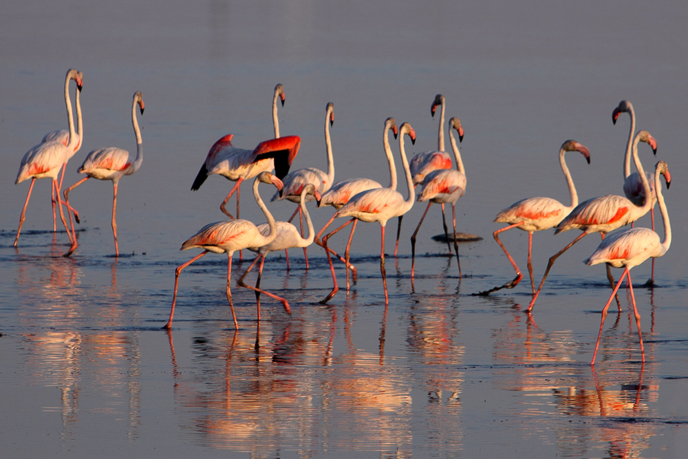 fenicotteri al tramonto