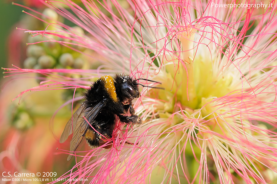 La faticosa ricerca del nettare