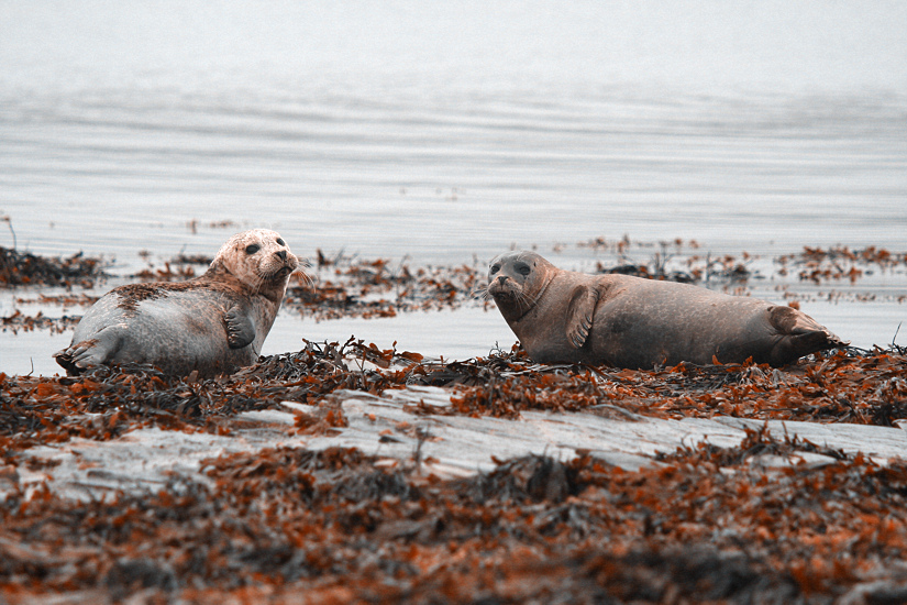 COSA VORRA' QUESTO !?