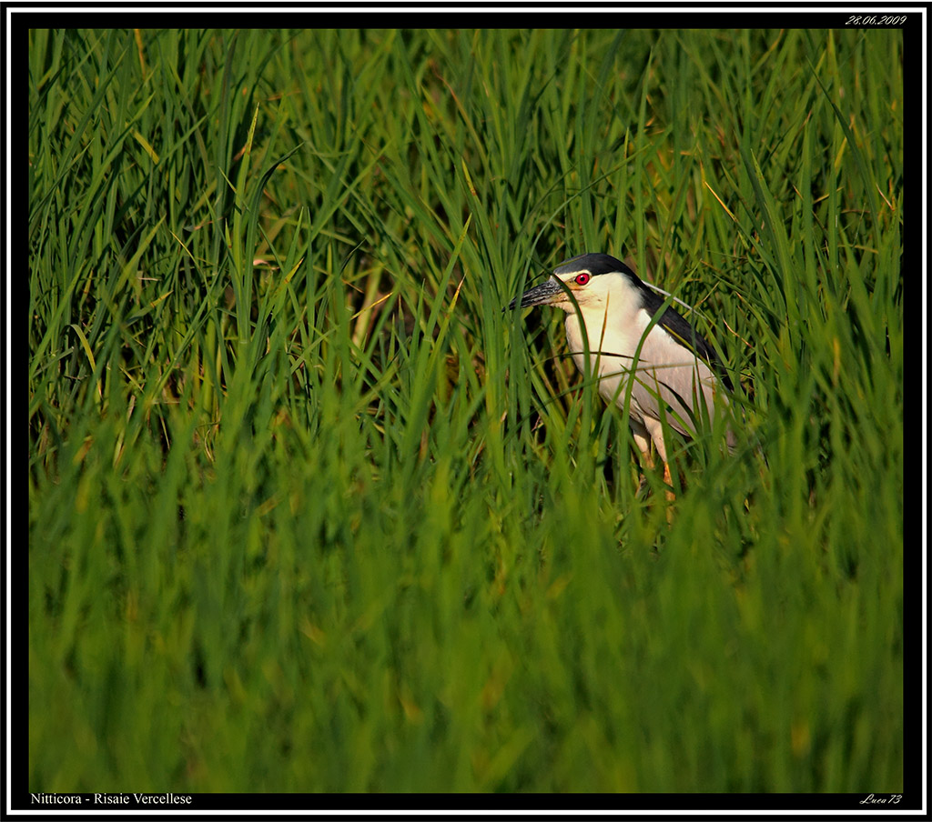 Nitticora #3 - ambientata