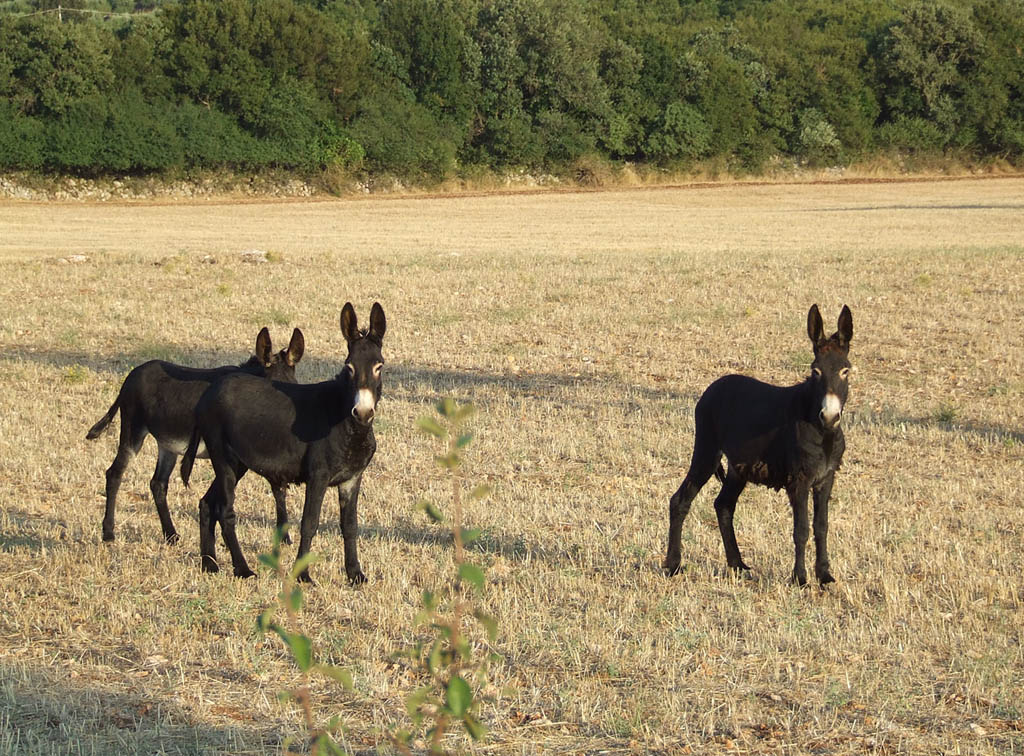 gli asini della murgia